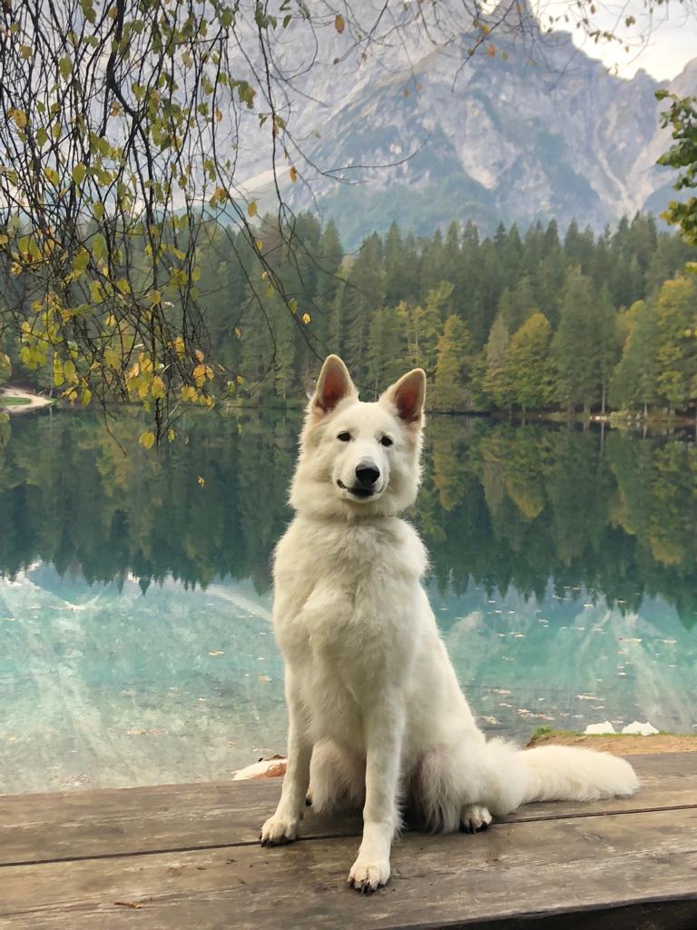 pastore svizzero bianco Lungoresina, pastore svizzero bianco allevamenti in Umbria, O Sole mio vom Niehuser see, pastore svizzero bianco bellezza, Laghi di Fusine